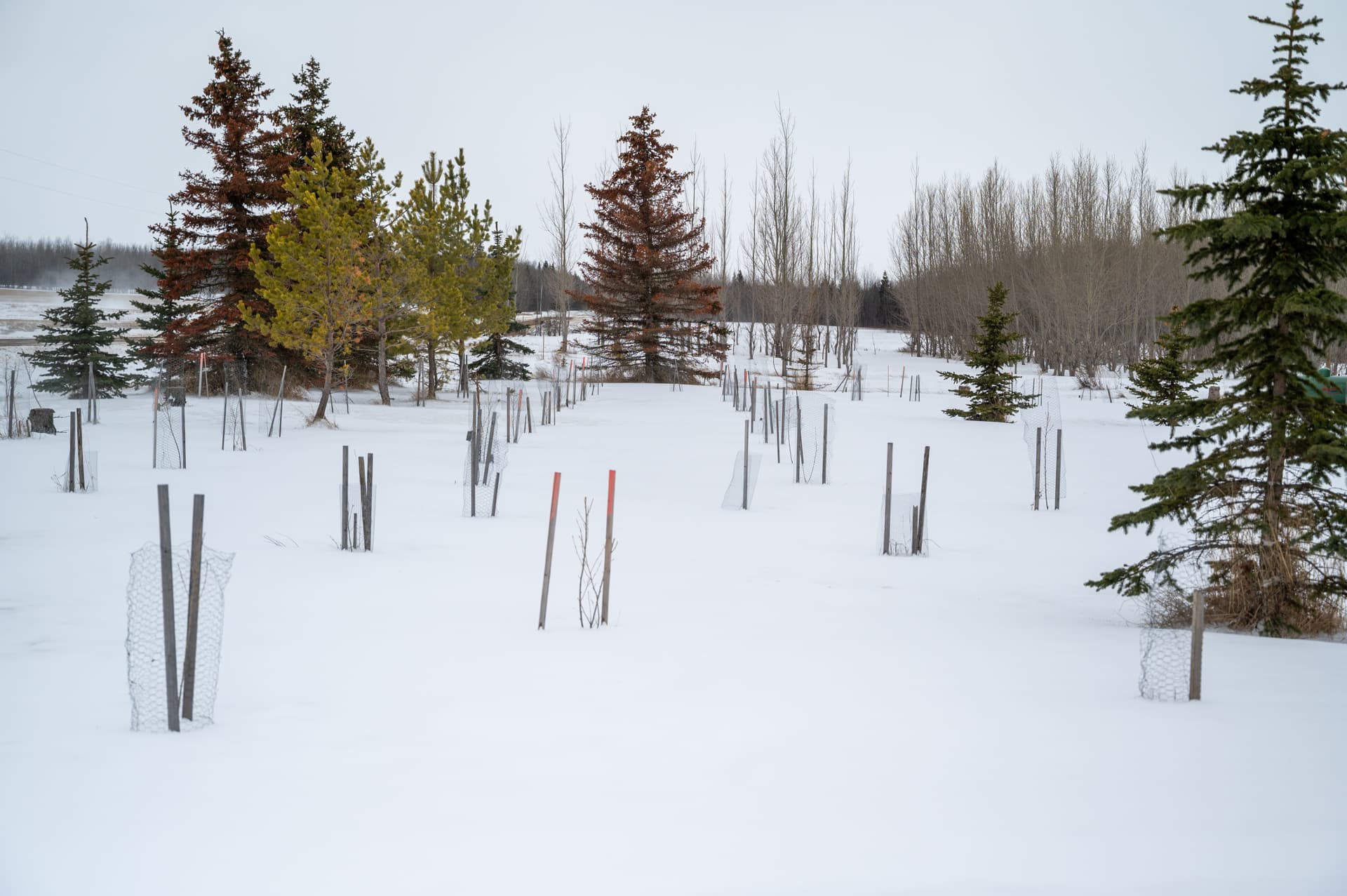 Yard and outbuildings in the country acreage delivery demo