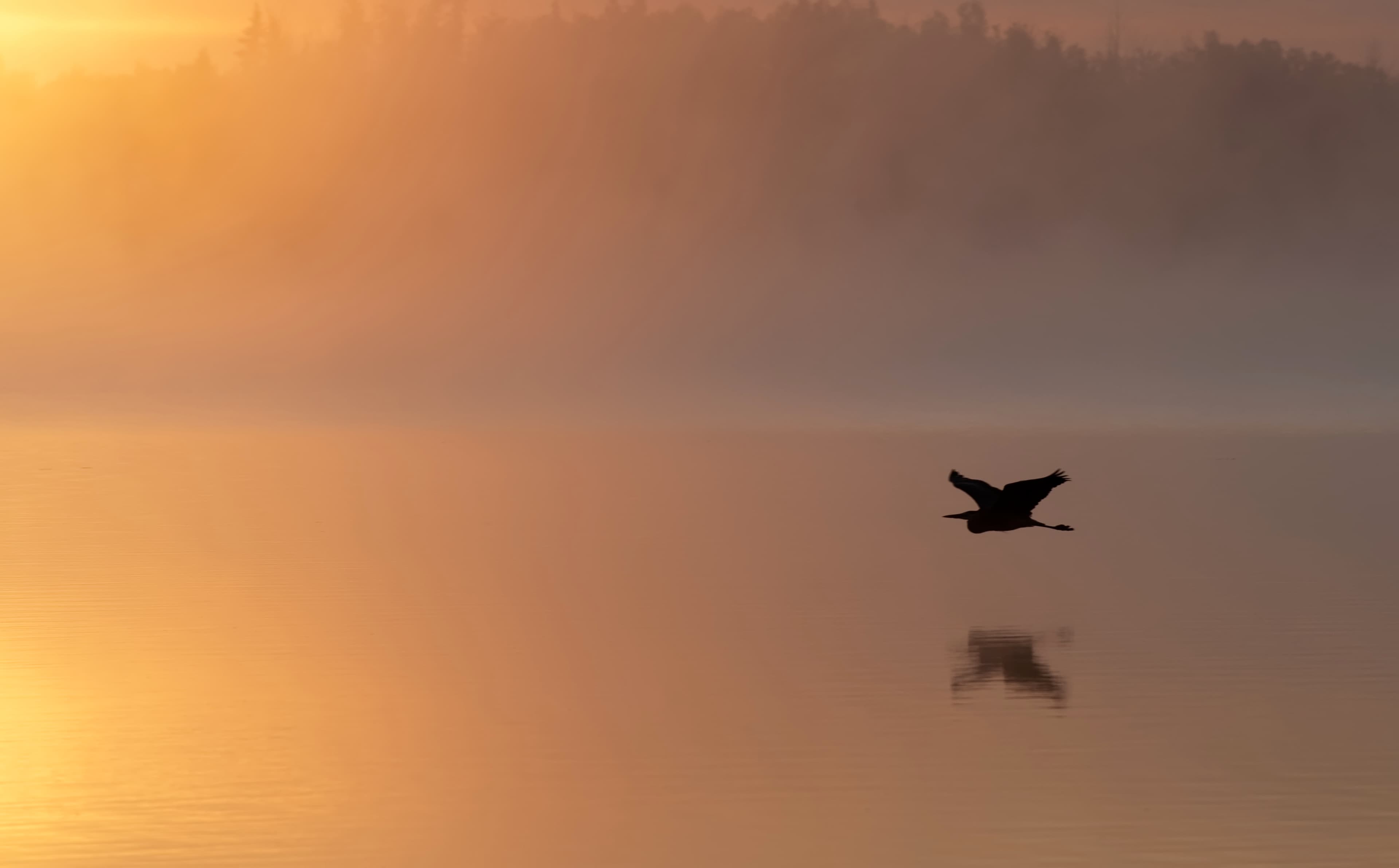 Great blue heron flying over a misty Alberta lake at sunrise